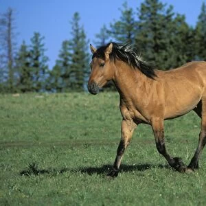 Wild Horse - Stallion Summer Western USA WH190