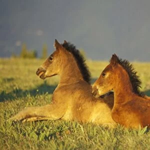 Wild Horses - Two colts rest for a moment in field of wildflowers Summer Montana, USA WH183