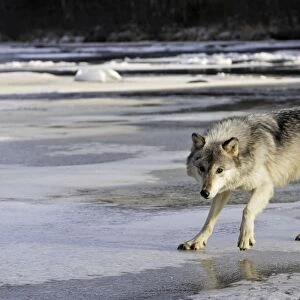 Wolf / Gray Wolf / Timber Wolf Minnesota USA