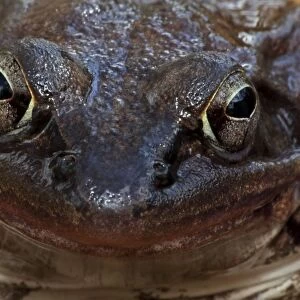 Wood Frog (Rana sylvatica) - Portrait - New York - Widespread in Northeastern U. S. and Canada to Alaska - disjunct populations found in Colorado - Wyoming - Alabama - North Dakota - Ranges farther north than any other North American reptile