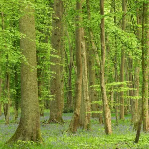 Woodland With Bluebells