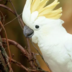 Yellow-crested / Lesser Sulphur-crested Cockatoo