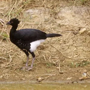 Yellow-knobbed Curassow Venezuela