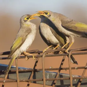 Honeyeaters Canvas Print Collection: Yellow Throated Miner