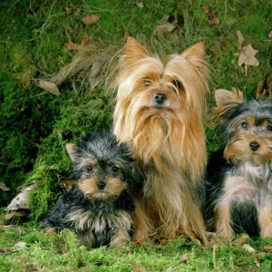 Yorkshire Terrier Dog - adult & puppies