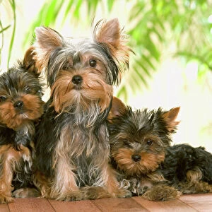 Toy Jigsaw Puzzle Collection: Yorkshire Terrier