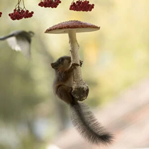 young red Squirrel holding a toadstool