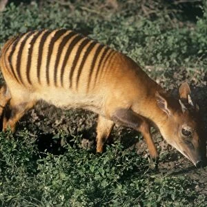 Zebra Duiker - male foraging