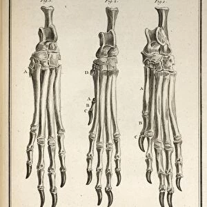 1755 Variation dog feet Buffon evolution
