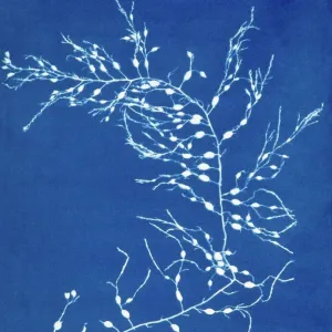 19th-century alga cyanotype