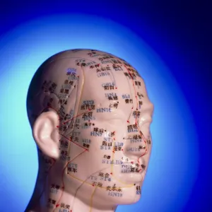 Acupuncture chart on a cast of a head and neck