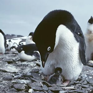Adelie penguin with chick