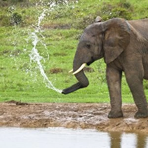African elephant spraying water C014 / 4989