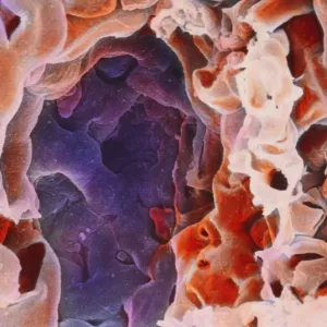 Alveolus in human lung