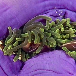 Animals sheltering in an anemone