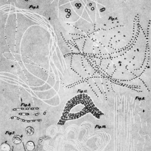 Anthrax cultures, historical diagram