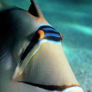 R Poster Print Collection: Reef Triggerfish