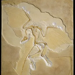 Archaeopteryx fossil, Berlin specimen C016 / 5071