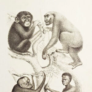 Artwork of four apes, 1874
