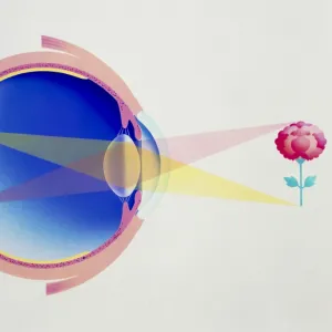 Artwork of eye in section demonstrating vision