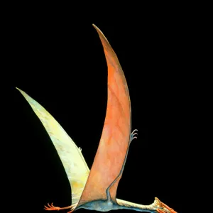 Artwork of the flying reptile Quetzalcoatlus sp