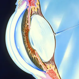 Artwork of the structure of the front of an eye