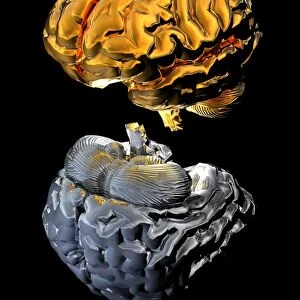 Aspects of human brains