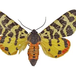 Atlantarctia tigrina moth C016 / 2088