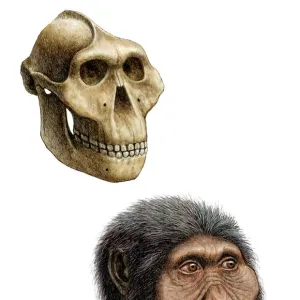 Australopithecus boisei