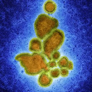 Avian influenza virus, TEM C016 / 2352