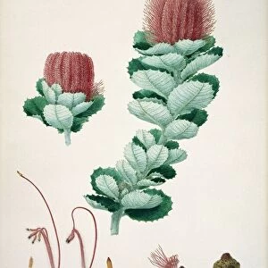 Banksia coccinea, 19th century C016 / 5535
