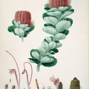 Banksia coccinea, 19th century C016 / 5535