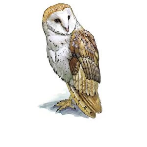 Barn owl, artwork C016 / 3233