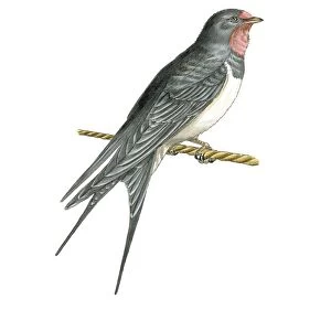 Barn swallow, artwork C016 / 3173