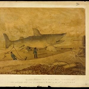 Basking shark, 19th century artwork C016 / 6210