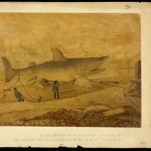 Basking shark, 19th century artwork C016 / 6210