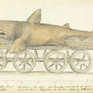 Basking shark, 19th century artwork C016 / 6211