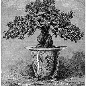 Bonsai dwarf pine, 1889 C013 / 8769