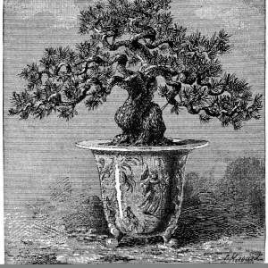 Bonsai dwarf pine, 1889 C013 / 8769