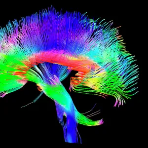 Brain pathways