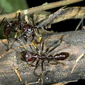 Bullet ants interacting C016 / 7739