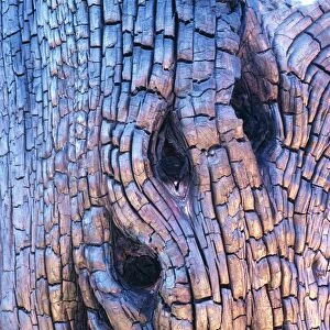 Burnt tree bark