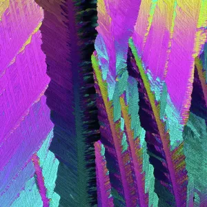 Caffeine crystals, light micrograph