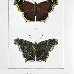 Camberwell beauty butterfly, artwork C016 / 5543