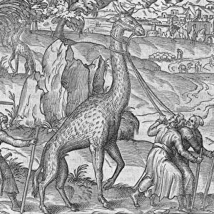 Captive giraffe, 16th century