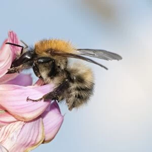 Carder-bee feeding on flowers C016 / 4730