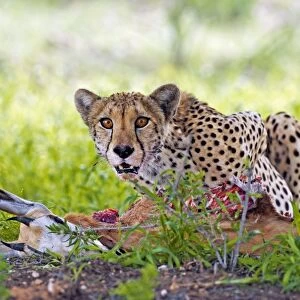 Cheetah with a kill C014 / 0909