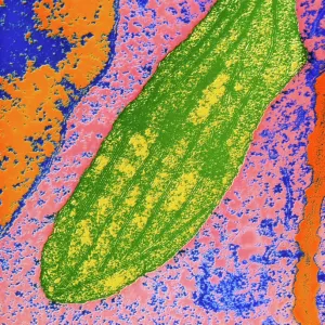 Chloroplast in cell of pea plant