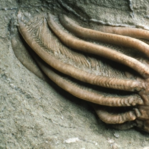 Close-up of a fossil crinoid or sea-lily