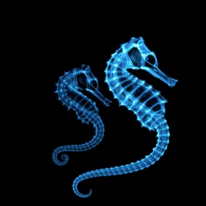 Coloured X-ray of two seahorses, Hippocampus sp